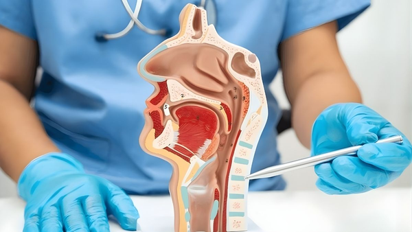 Oral Cavity Anatomy And Function: A Complete Guide For Dental Professionals