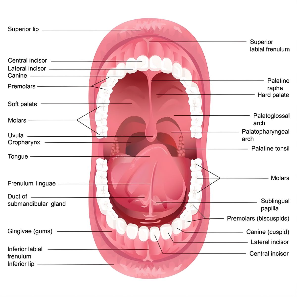 Main Regions of the Oral Cavity