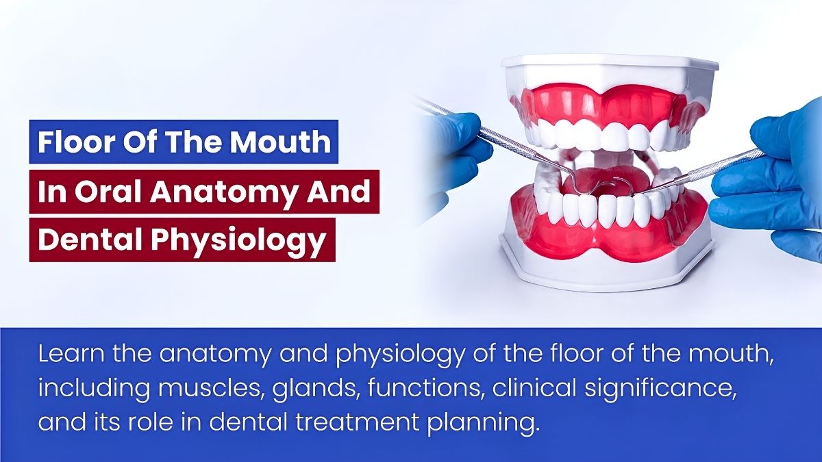 Floor Of The Mouth In Oral Anatomy And Dental Physiology